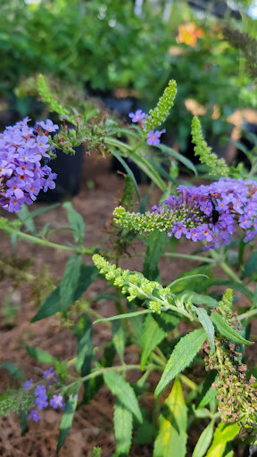 Produce Market «Crossroads Produce», reviews and photos, 10463-10487 S County Rd 39, Lithia, FL 33547, USA