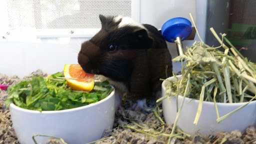 Pet Supply Store «Petco Animal Supplies», reviews and photos, 2005 Crow Canyon Pl, San Ramon, CA 94583, USA