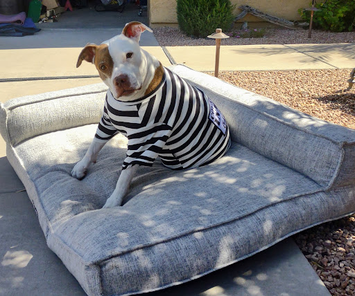 Home Improvement Store «The Home Depot», reviews and photos, 853 N Dobson Rd, Mesa, AZ 85201, USA