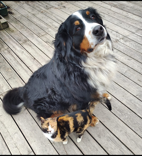 Pensioni per cani e dog hotel a Hundepension Kaltererhof