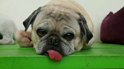 Dog Day Care Center «The Bowhaus Pet Company», reviews and photos, 2472 E Colorado Blvd, Pasadena, CA 91107, USA