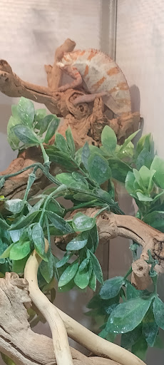 Pet Store «El Granero Pet Shop», reviews and photos, 15700 Atlantic Ave, Compton, CA 90221, USA