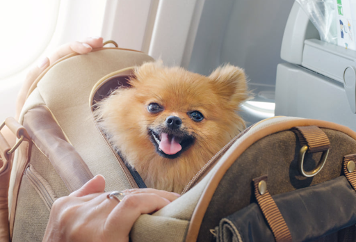 Pet Store «Pet Resources», reviews and photos, 814 Westchester Ave, Bronx, NY 10455, USA