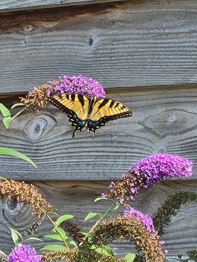 Zoo «Columbian Park Zoo», reviews and photos, 1915 Scott St, Lafayette, IN 47904, USA