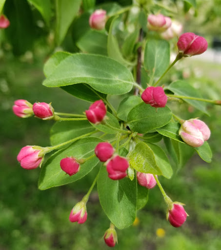 Park «Bensonhurst Park», reviews and photos, Cropsey Ave, Brooklyn, NY 11214, USA