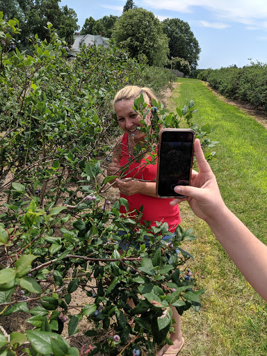 Produce Market «Mt Olympus Berry Farm», reviews and photos, 23298 Jefferson Davis Hwy, Ruther Glen, VA 22546, USA