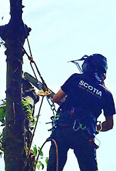 Scotia Tree Services (Glasgow)