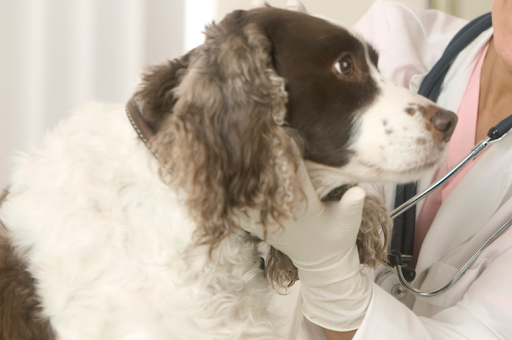 Pleasant's Animal Hospital Inc image