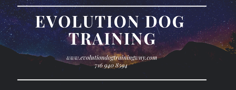 Evolution Dog Training & Behavior Consulting