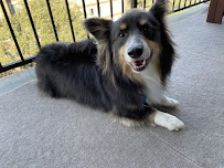 Dirty Dog Grooming + Self-Serve Dogwash + Daycare + Boarding - Photo 4 - Car repair in Austin, TX, Austin