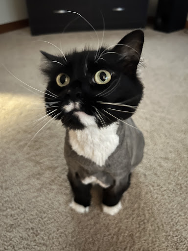 Pet Supply Store «PetSmart», reviews and photos, 1157 E North Ave, Belton, MO 64012, USA