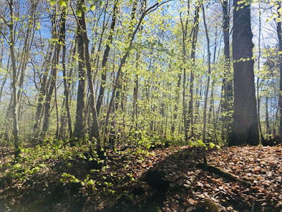 Office National des Forêts O.N.F à Alençon