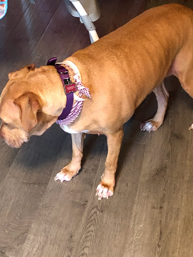 Pet Store «Happy, Clean and Smart», reviews and photos, 5700 W Kilgore Ave, Muncie, IN 47304, USA