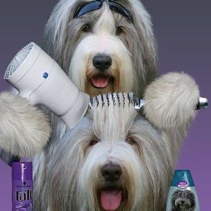 Ahwoof Mobile Pet Grooming