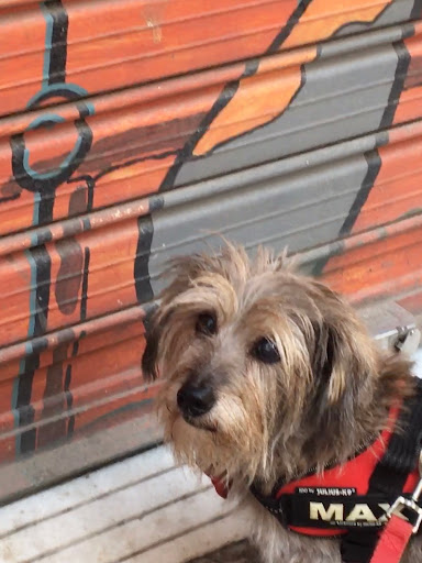 Clínica Veterinaria Calabazas en Valencia