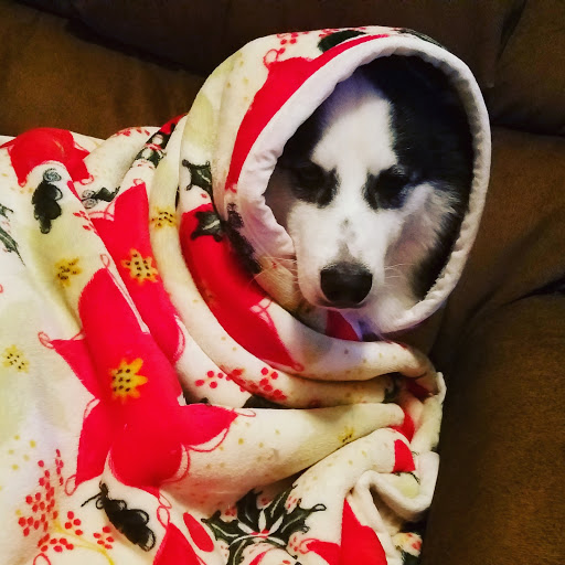 Pet Supply Store «Lil Rascals», reviews and photos, 10035 Gulf Center Dr #105, Fort Myers, FL 33913, USA