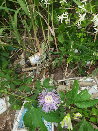 Historical Landmark «Fort Armistead», reviews and photos, Fort Armistead Rd, Baltimore, MD 21226, USA