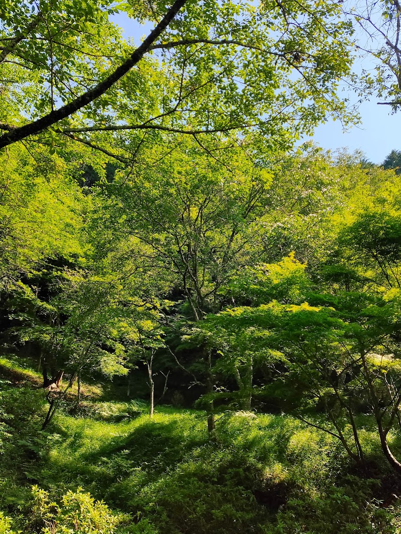 春日神社桜樹