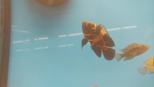 Pet Supply Store «Petco Animal Supplies», reviews and photos, 16710 Royalton Rd, Strongsville, OH 44136, USA