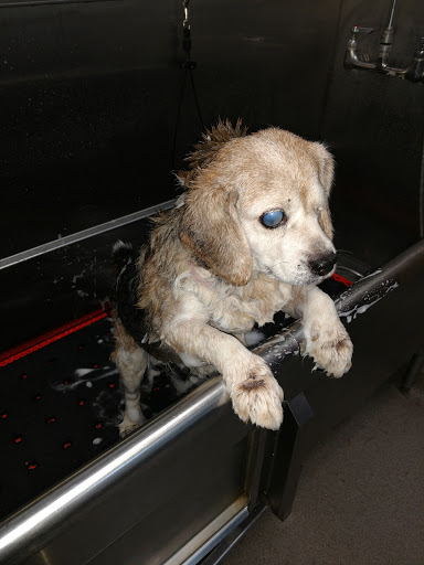 Pet Supply Store «Chow Hound Pet Supplies», reviews and photos, 7485 Cottonwood Dr, Jenison, MI 49428, USA