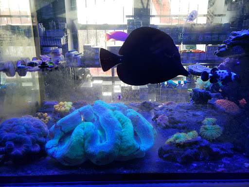 Tropical Fish Store «Manhattan Aquariums», reviews and photos, 522 W 37th St, New York, NY 10018, USA