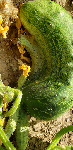 Produce Market «Berry Patch Farms», reviews and photos, 13785 Potomac St, Brighton, CO 80601, USA