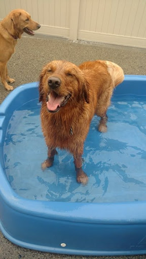Dog Day Care Center «Pet Me Scratch Me», reviews and photos, 2551 E Main St, Onalaska, WI 54650, USA