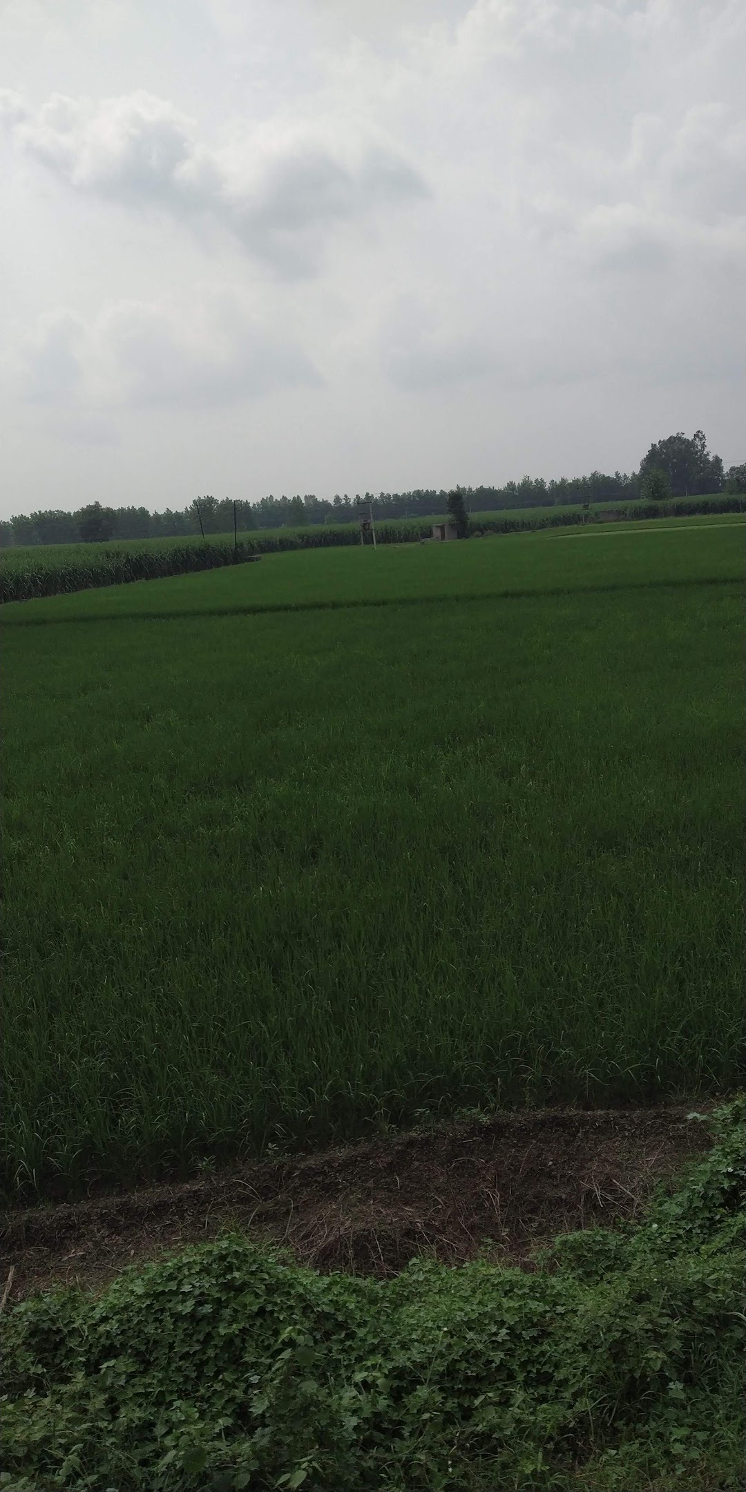 Hasanpur