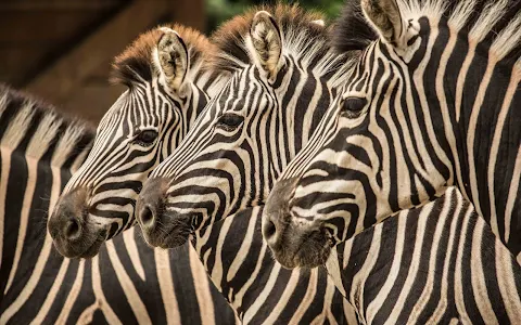 Ljubljana Zoo image