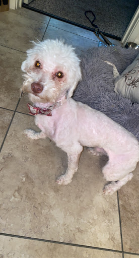 Pet Supply Store «Petco Animal Supplies», reviews and photos, 3520 Veterans Memorial Blvd, Metairie, LA 70002, USA