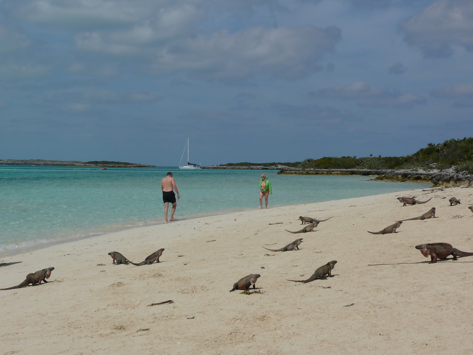 Iguana beach photo #7