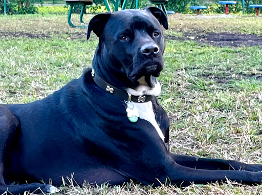 Pet Supply Store «Dog Bar», reviews and photos, 1684 Jefferson Ave, Miami Beach, FL 33139, USA