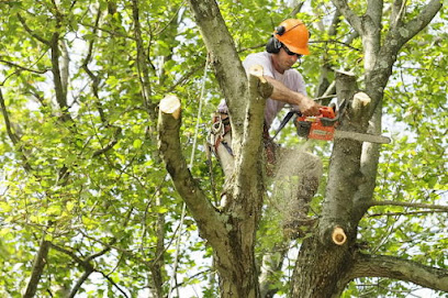 Jeffrey Trees of Bakersfield