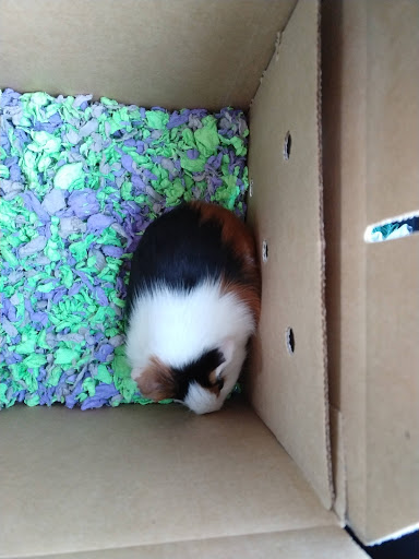 Pet Supply Store «PetSmart», reviews and photos, 3101 Market Center Drive, Morrisville, NC 27560, USA