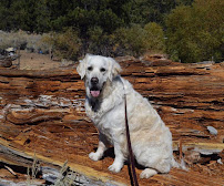 Walk'n Wag'n Pets - Photo 9 - Car repair in , Anaheim