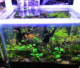 Lingga Aquarium photo