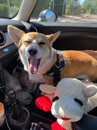 Pet Supply Store «Petco Animal Supplies», reviews and photos, 753 53rd Ave NE, Fridley, MN 55421, USA