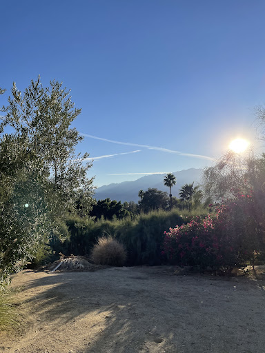 Two Bunch Palms image