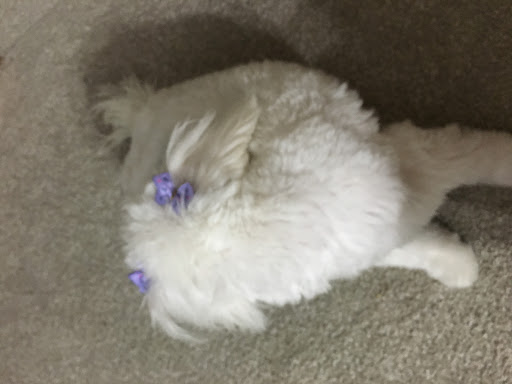 Pet Supply Store «Petco Animal Supplies», reviews and photos, 86 Storrs Rd, Mansfield Center, CT 06250, USA