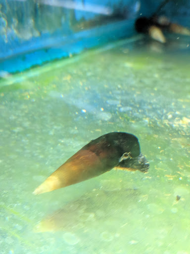 Pet Store «Anchor Bay Aquarium», reviews and photos, 36457 Alfred St, New Baltimore, MI 48047, USA