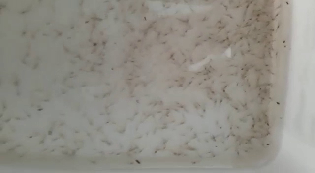 Laboratorio larvas de camaron Melarvas 1 / Aquamelarvas Sa - Manta