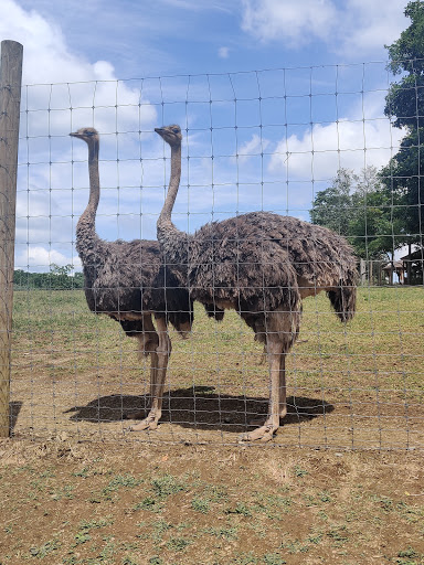 Lake Tobias Wildlife Park image 3