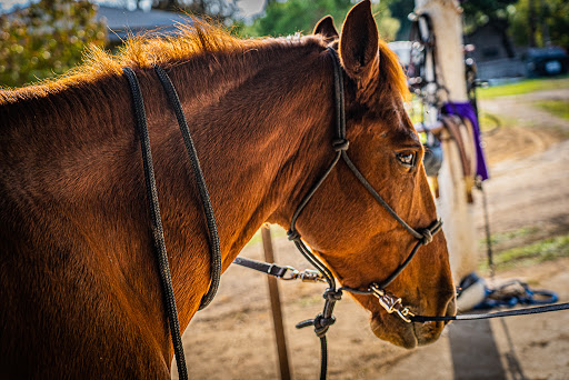 Horse riding schools San Antonio