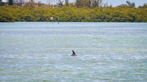 Aquarium «Mote Marine Laboratory & Aquarium», reviews and photos, 1600 Ken Thompson Pkwy, Sarasota, FL 34236, USA