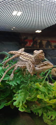 Pet Groomer «We Lov Pets», reviews and photos, 3853 Northpointe Dr, Zanesville, OH 43701, USA