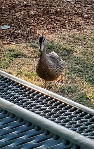 Park «Cottage Lake Park», reviews and photos, NE Woodinville Duvall Rd, Woodinville, WA 98072, USA