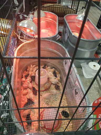 Home Improvement Store «Tractor Supply Co.», reviews and photos, 3001 Homer Adams Pkwy, Alton, IL 62002, USA