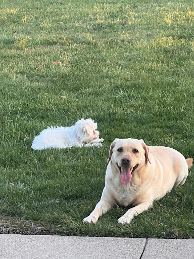 Central Kentucky Veterinary Services image