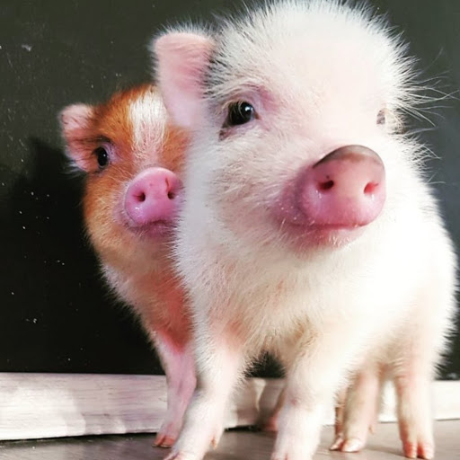 Mini Pigs Jalisco