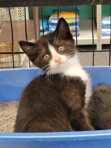 Pet Store «Friendly Pets», reviews and photos, 625 Friendly Center Rd, Greensboro, NC 27408, USA